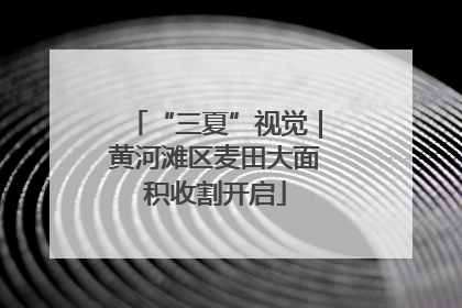 “三夏”视觉｜黄河滩区麦田大面积收割开启