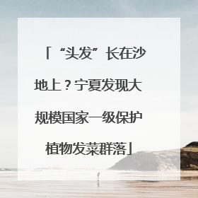 “头发”长在沙地上？宁夏发现大规模国家一级保护植物发菜群落