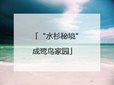 “水杉秘境”成鹭鸟家园