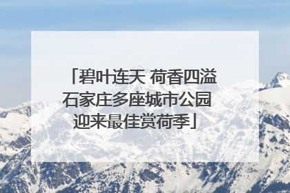 碧叶连天 荷香四溢 石家庄多座城市公园迎来最佳赏荷季