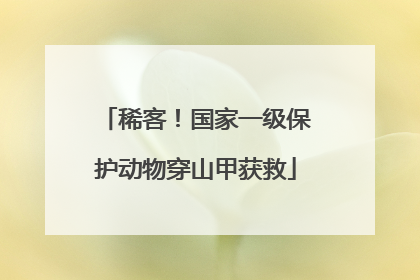 稀客！国家一级保护动物穿山甲获救