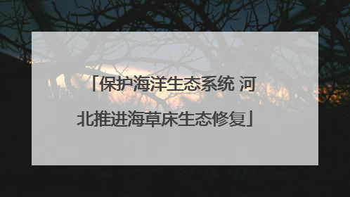 保护海洋生态系统 河北推进海草床生态修复