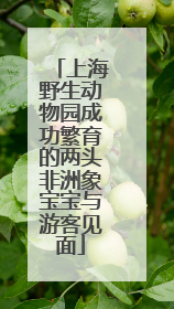 上海野生动物园成功繁育的两头非洲象宝宝与游客见面
