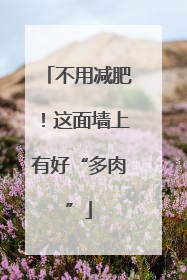 不用减肥！这面墙上有好“多肉”