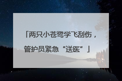 两只小苍鹭学飞刮伤，管护员紧急“送医”