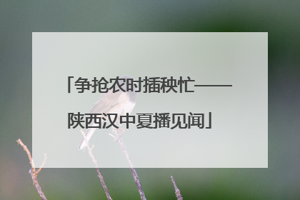 争抢农时插秧忙——陕西汉中夏播见闻