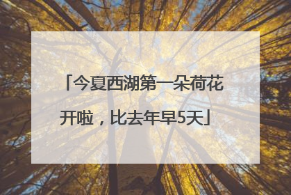 今夏西湖第一朵荷花开啦，比去年早5天