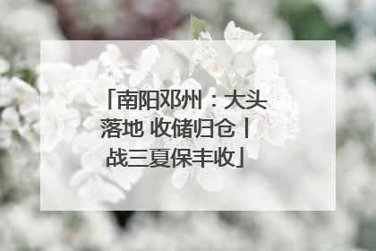南阳邓州：大头落地 收储归仓丨战三夏保丰收