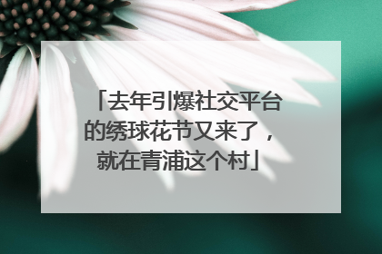 去年引爆社交平台的绣球花节又来了，就在青浦这个村