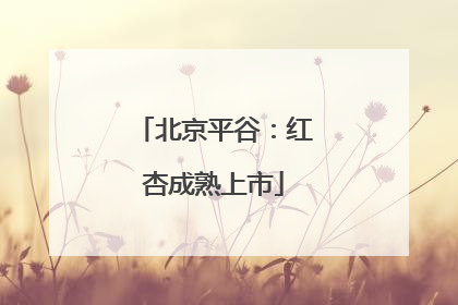 北京平谷：红杏成熟上市