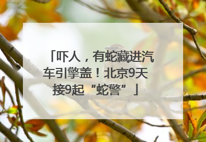 吓人，有蛇藏进汽车引擎盖！北京9天接9起“蛇警”