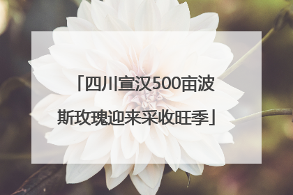 四川宣汉500亩波斯玫瑰迎来采收旺季