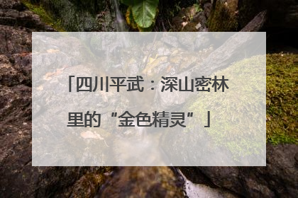 四川平武：深山密林里的“金色精灵”