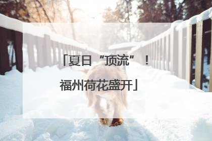 夏日“顶流”！福州荷花盛开