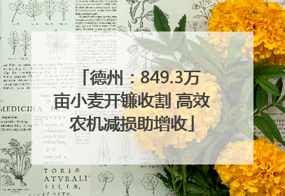 德州：849.3万亩小麦开镰收割 高效农机减损助增收