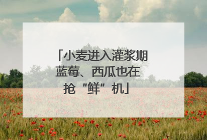 小麦进入灌浆期 蓝莓、西瓜也在抢“鲜”机