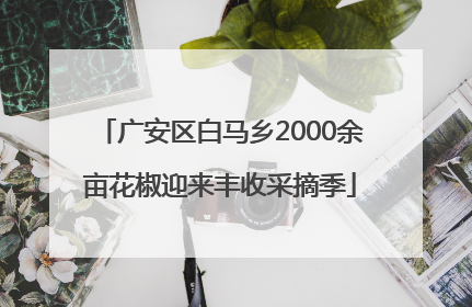 广安区白马乡2000余亩花椒迎来丰收采摘季