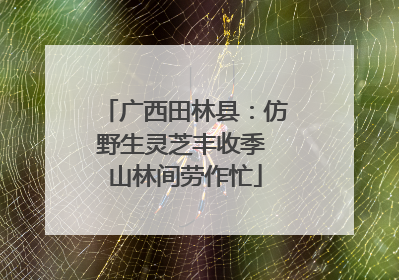 广西田林县：仿野生灵芝丰收季 山林间劳作忙