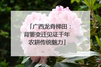 广西龙脊梯田：背篓变迁见证千年农耕传统魅力