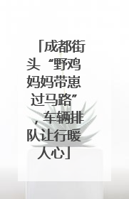成都街头“野鸡妈妈带崽过马路”，车辆排队让行暖人心