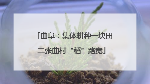 曲阜：集体耕种一块田 二张曲村“稻”路宽