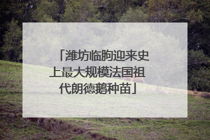潍坊临朐迎来史上最大规模法国祖代朗德鹅种苗