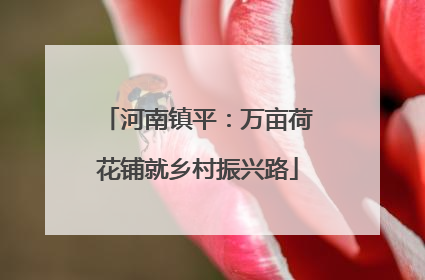 河南镇平：万亩荷花铺就乡村振兴路