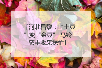 河北昌黎：“土豆”变“金豆” 马铃薯丰收采挖忙