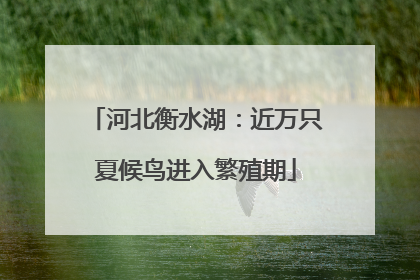 河北衡水湖：近万只夏候鸟进入繁殖期