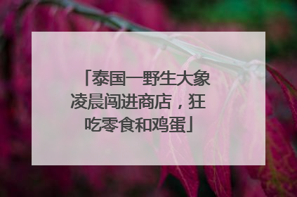 泰国一野生大象凌晨闯进商店，狂吃零食和鸡蛋