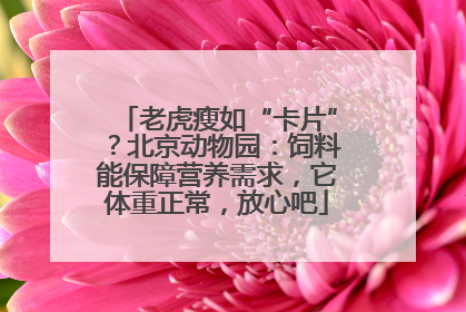 老虎瘦如“卡片”？北京动物园：饲料能保障营养需求，它体重正常，放心吧