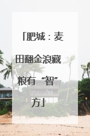 肥城：麦田翻金浪藏粮有“智”方
