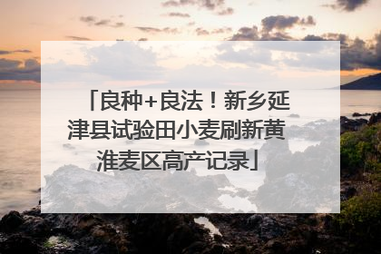 良种+良法！新乡延津县试验田小麦刷新黄淮麦区高产记录