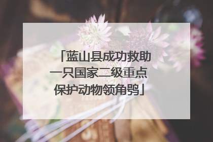 蓝山县成功救助一只国家二级重点保护动物领角鸮