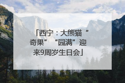 西宁：大熊猫“奇果”“园满”迎来9周岁生日会