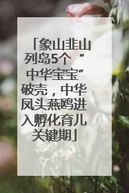 象山韭山列岛5个“中华宝宝”破壳，中华凤头燕鸥进入孵化育儿关键期