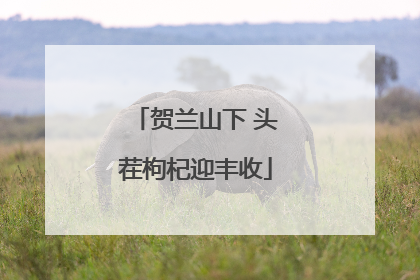 贺兰山下 头茬枸杞迎丰收