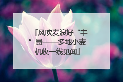 风吹麦浪好“丰”景——多地小麦机收一线见闻