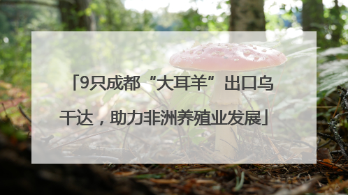 9只成都“大耳羊”出口乌干达，助力非洲养殖业发展